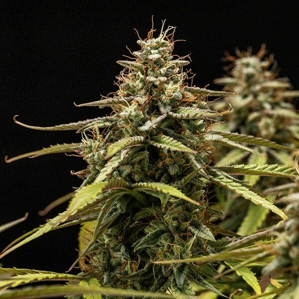 Samen 3x Orion F1 Automatik Royalqueenseeds